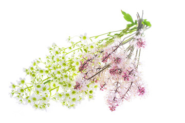 Bouquet of ground cover plants Isolated on white background.