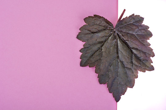 Fototapeta Purple leaves Heuchera on pastel pink background. Minimal nature