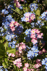 Myosotis or  forget-me-not many blue and red flowers in sunlight