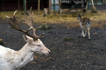 White stag