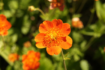 Geum flower queen of orange with green 