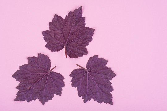 Fototapeta Pattern of beautiful purple leaves on pink background.