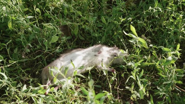 A dead rat lies in the grass. Concept - unsanitary conditions, epidemics, bad ecology. POV video