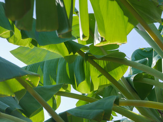 green and yellow leaf of banana tree with shadow sunlight in nature for background
