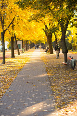 Autumn walkway in a city park with colorfull trees