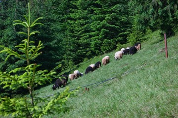 Sheep are grazed against the background of the forest, the Carpathians, Ukraine