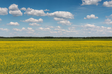 Fototapeta premium Blue sky with clouds over a field covered with yellow flowers