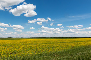 Fototapeta premium Blue sky with clouds over a field covered with yellow flowers