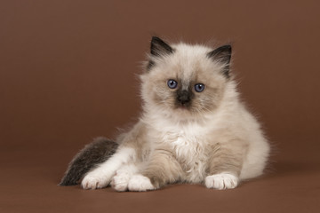 Fototapeta premium Adorable 6 weeks old rag doll baby cat with blue eyes looking at the camera lying down on a brown background