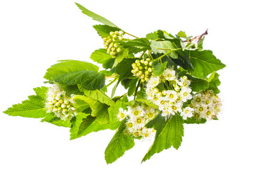 Branch with green leaves and white fluffy inflorescences. 