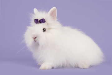 Pretty long-haired angora white rabbit with a purple bow on a lavender purple background