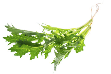 Green lettuce leaves Isolated on white background.