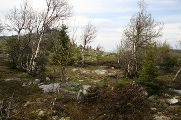 Dwarf trees. Iremel. South Ural.