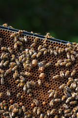 Building a home for the queen bee