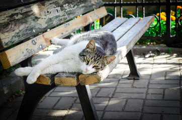 Stray cat sleeping outdoors