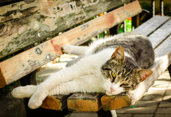 Stray cat sleeping outdoors
