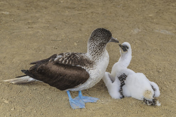 Alcatraz patiazul with its breeding in the 