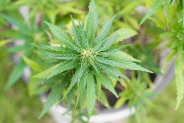 potted cannabis marijuana plant