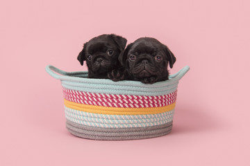 Two black pug puppies in a colorful basket on a pink background © Elles Rijsdijk
