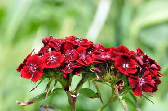Dunkelrote Bartnelke
