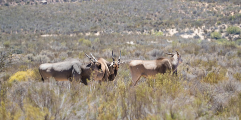 Eland grazing in the field in a protected nature reserve in south africa