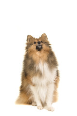 Shetland sheepdog looking up seen from the front isolated on a white background