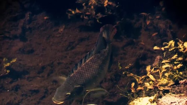 Grass carp shows docile fin while grassing in a spring fed  natural habitat. Location: Florida, USA 