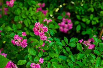 Bush roses for background