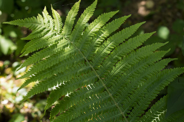 Fototapeta na wymiar Nature Green leaf of fern.