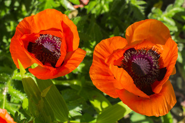 Beautiful blooming red poppies in the garden