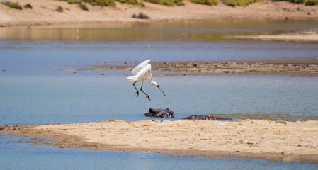 Spoonbill egrets at a waterhole in a nature reserve in south africa