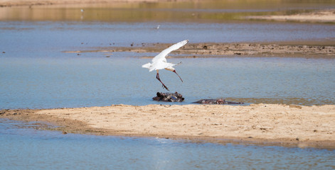 Spoonbill egrets at a waterhole in a nature reserve in south africa