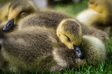 Gänseküken © jazzlight