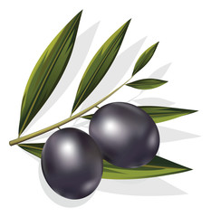 Obraz na płótnie Canvas Vector realistic illustration of black and olives branch isolated on white background. Design for olive oil, natural cosmetics, health care products.