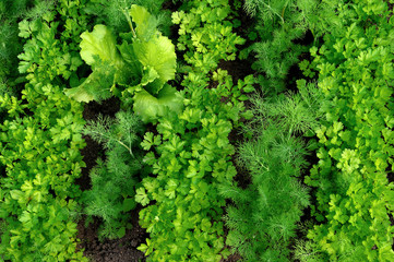 Background of green vegetables on the bed.