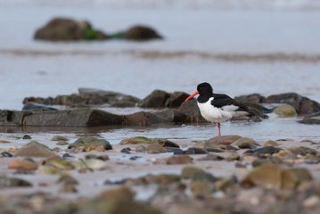 Oyster Catcher