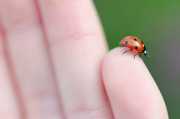 Lady Bird on Hand