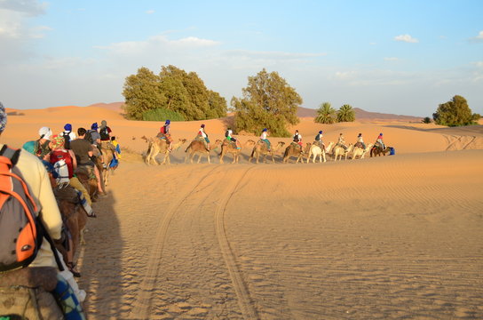 Line of Tourists Riding Dromedaries through Sahara Great Desert in High Atlas Mountains, Morocco