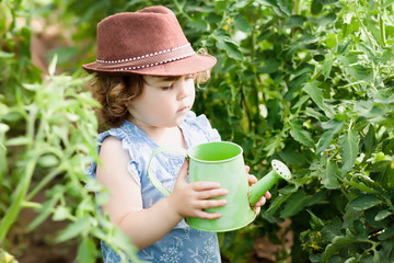 Cute toddler gardener watering tomato plants