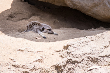 Meerkat Resting