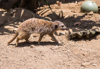 Meerkat Walking