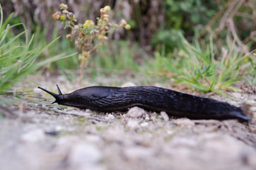 Slug