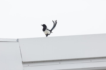 Magpie