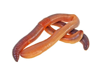Animal earth worms isolated on white background