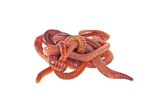 Red worms on a white background