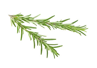 Fototapeta premium Fresh sprigs of rosemary isolated on white background
