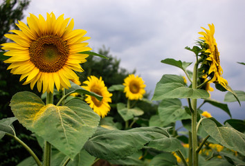 Beautiful sunflower field 