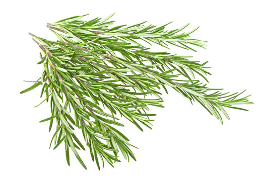 Juicy green rosemary isolated  on a white background. Organic healing and medicinal herbs.