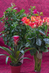 Dipladenia mandevilla, bromelia and a glass pot with orange roses.