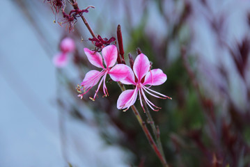 Pink gaura flower